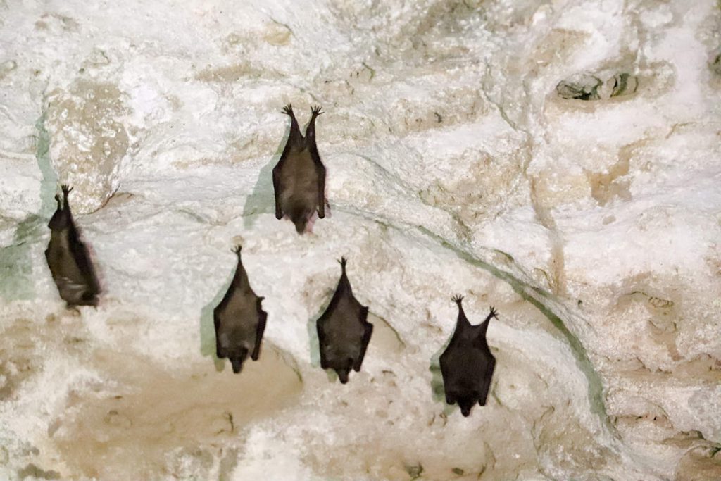 Fledermäuse in der Quadirikiri Cave