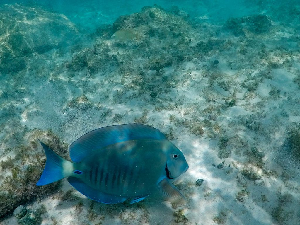 Großer Fisch Arashi Beach