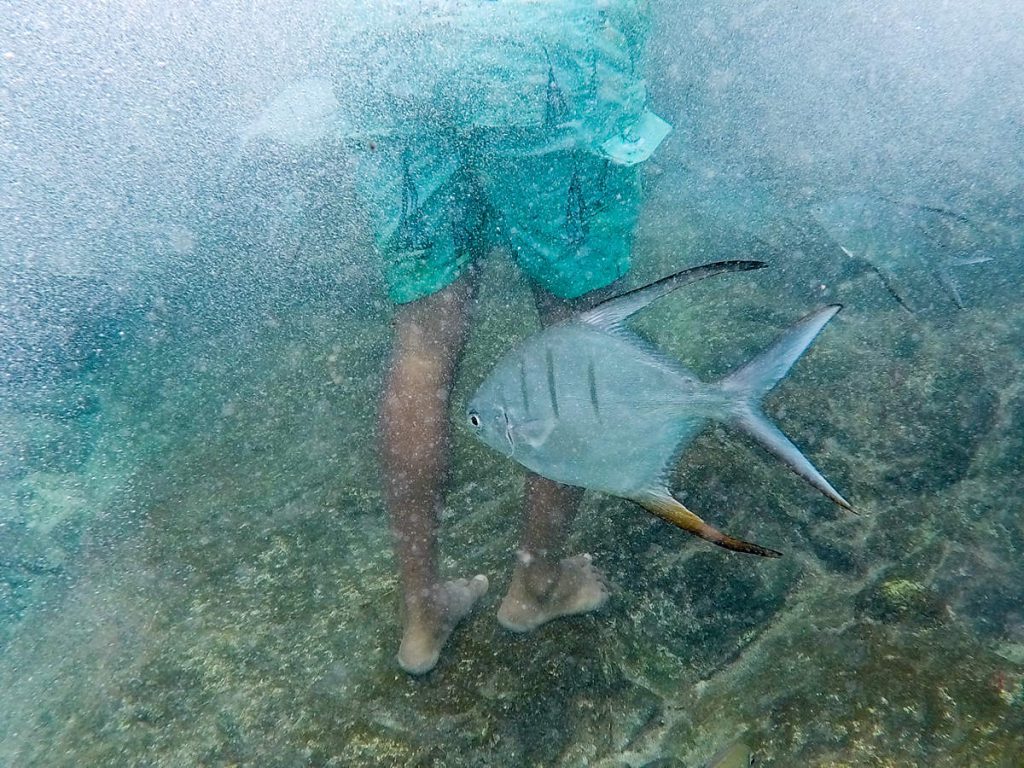 Großer Fisch Conchi