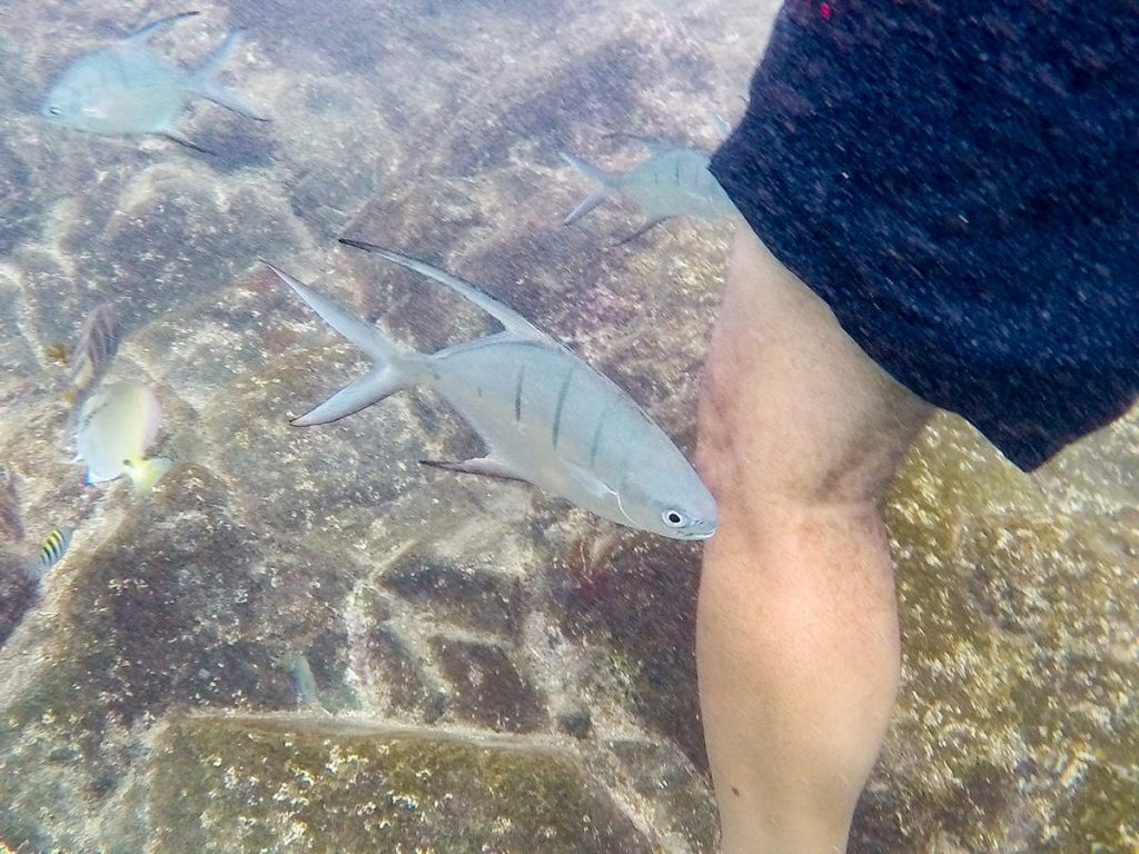 Kleiner Fisch Natural Pool