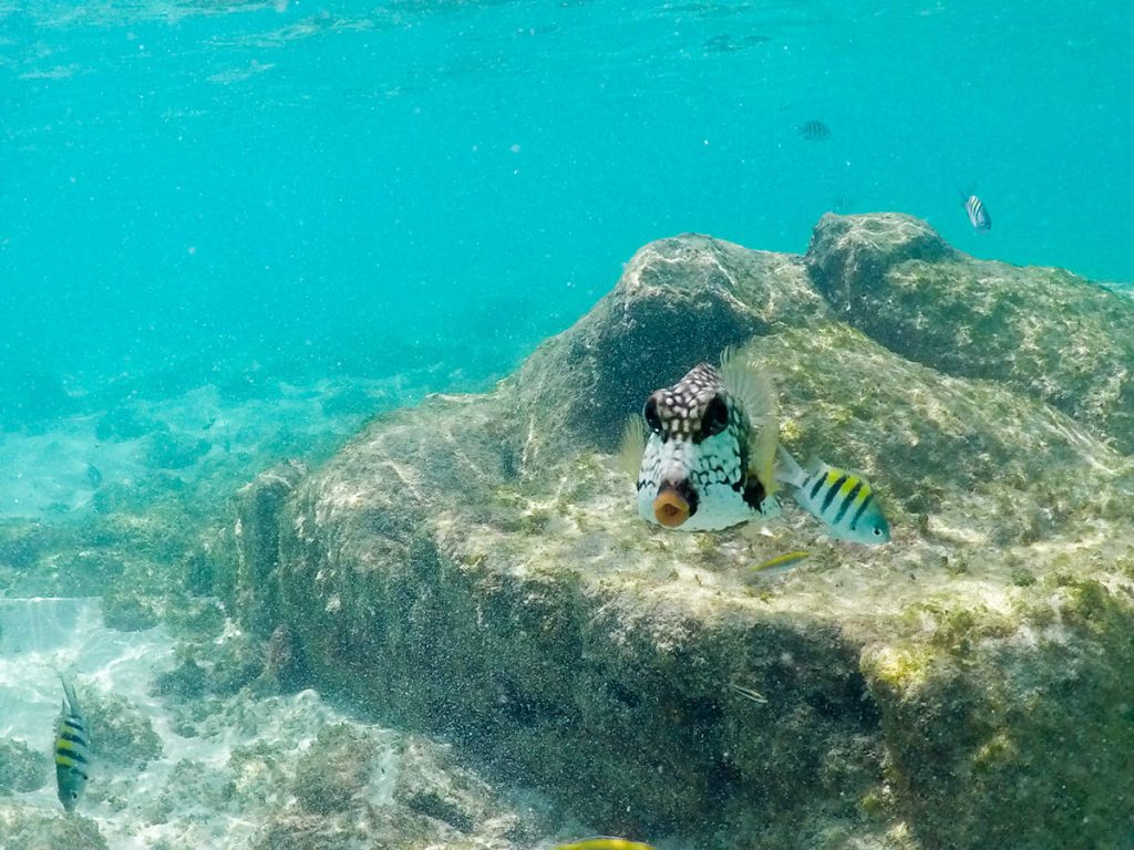 Perlen-Kofferfisch Aruba