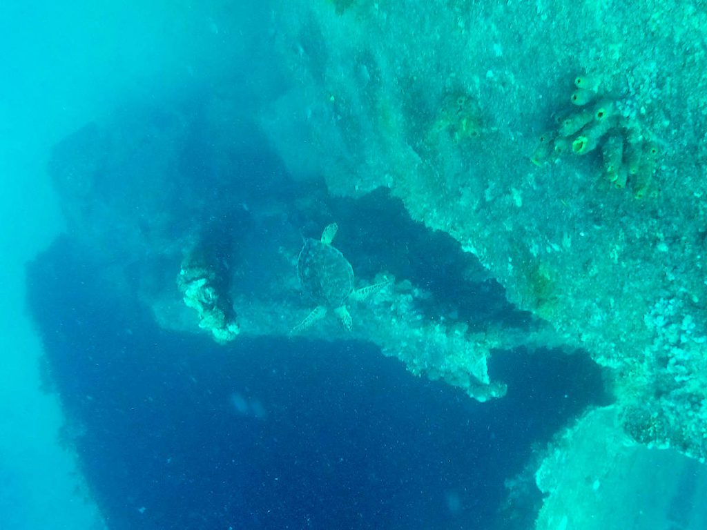 Schildkröte am SS Antilla Wrack