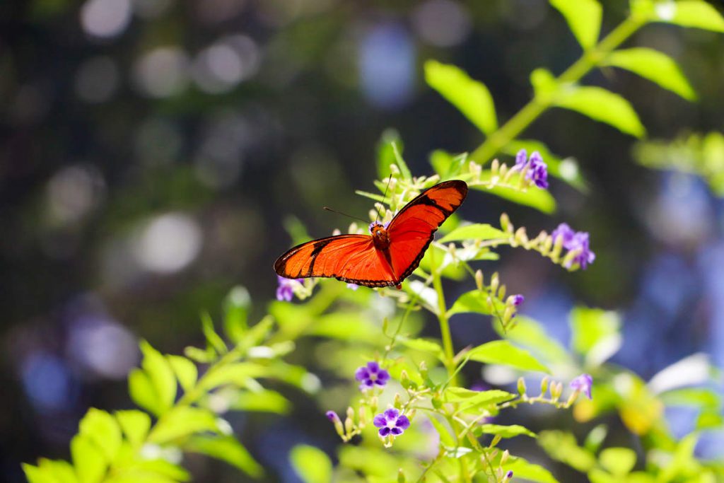 Schmetterling auf der Butterfly Farm