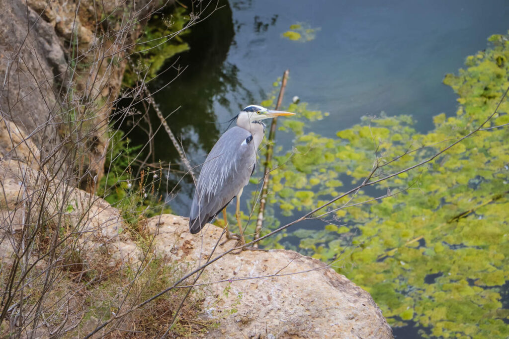 Reiher an der Pont Vell