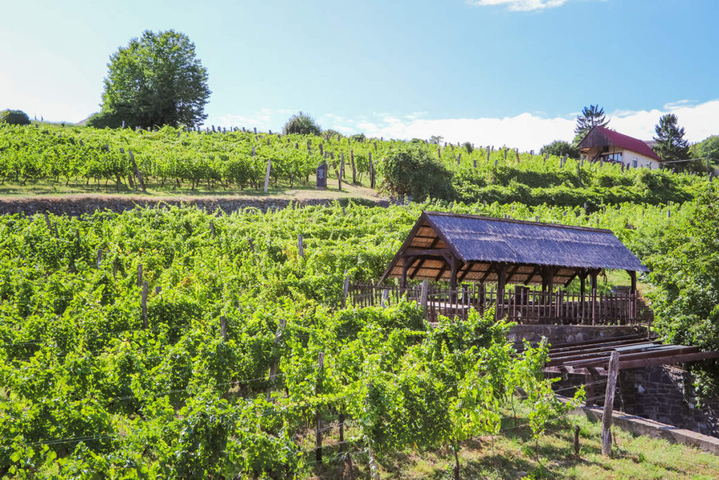 Weinbau Badacsony