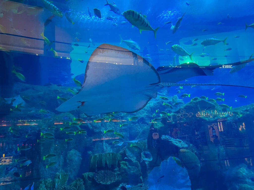 Rochen Aquarium Tunnel Dubai