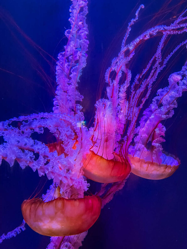 Quallen in dem Lost Chambers Aquarium
