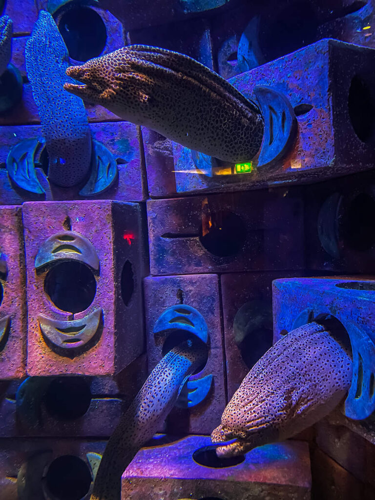 Muränen im The Lost Chambers Aquarium