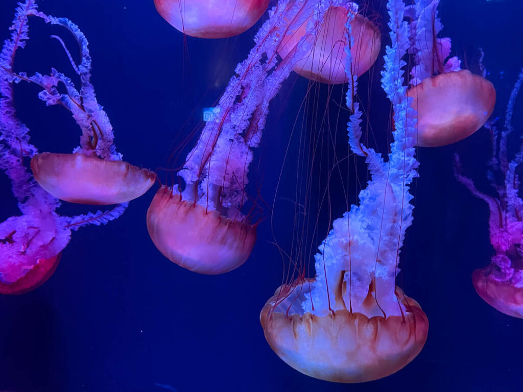 Große, schöne Quallen im The Lost Chambers Aquarium