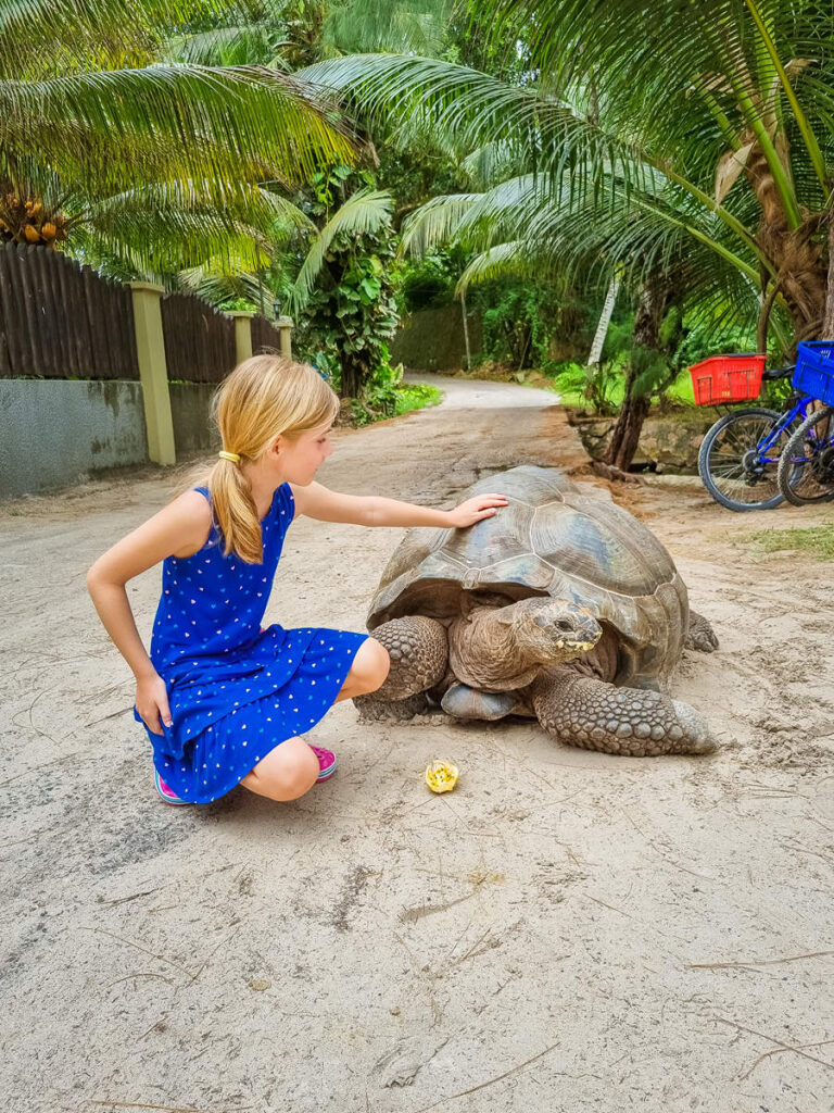 Schildkröte Anse Severe