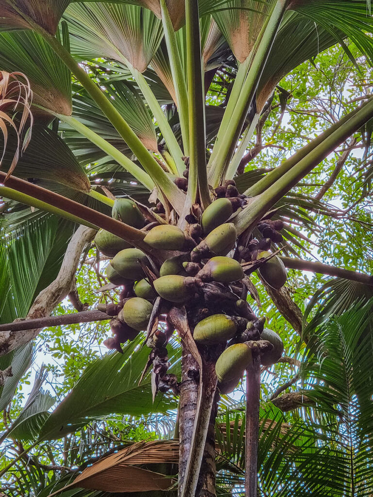 Coco de Mer Palme