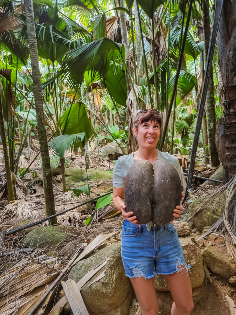 Coco de Mer Samen Vallée de Mai