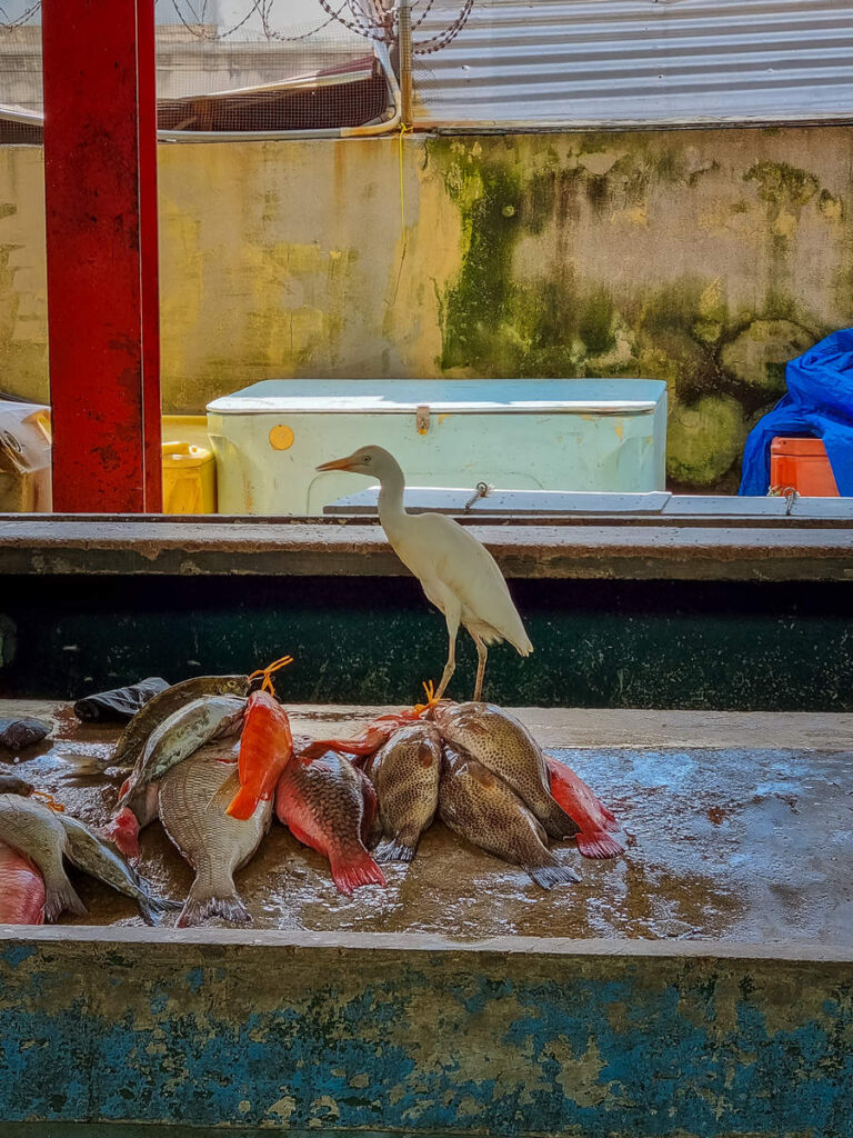 Fisch Sir Selwyn Selwyn-Clarke Market