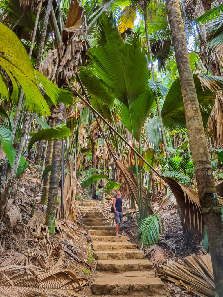 Vallée de Mai Nationalpark