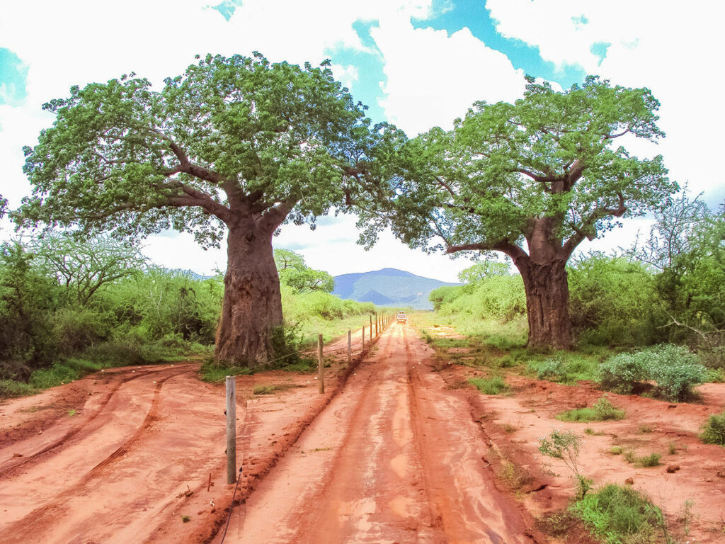 Baobab-Bäume im Tsavo West