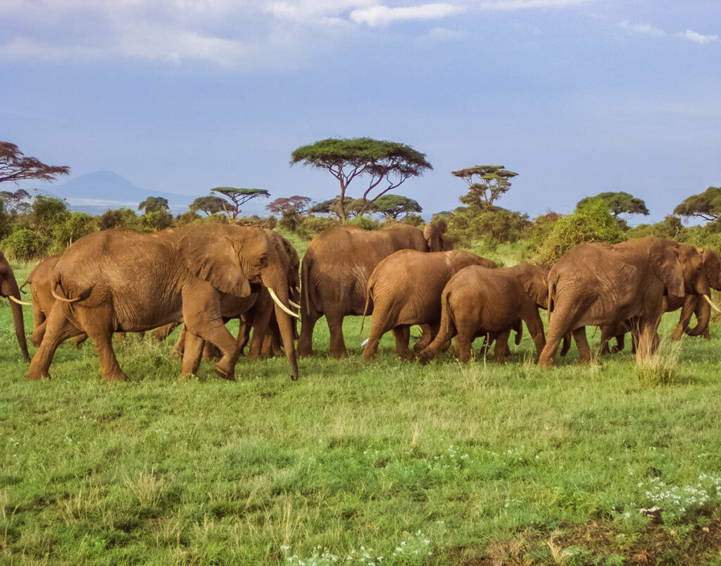 Elefanten Amboseli Nationalpark