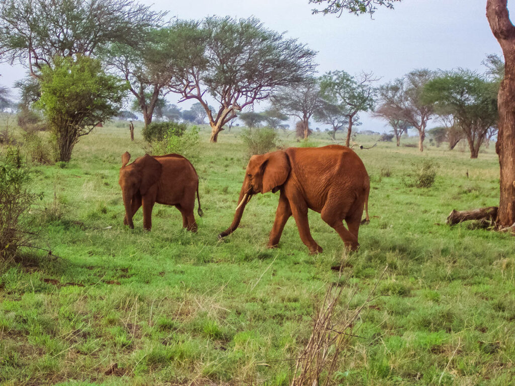 "Rote" Elefanten Tsavo East Nationalpark