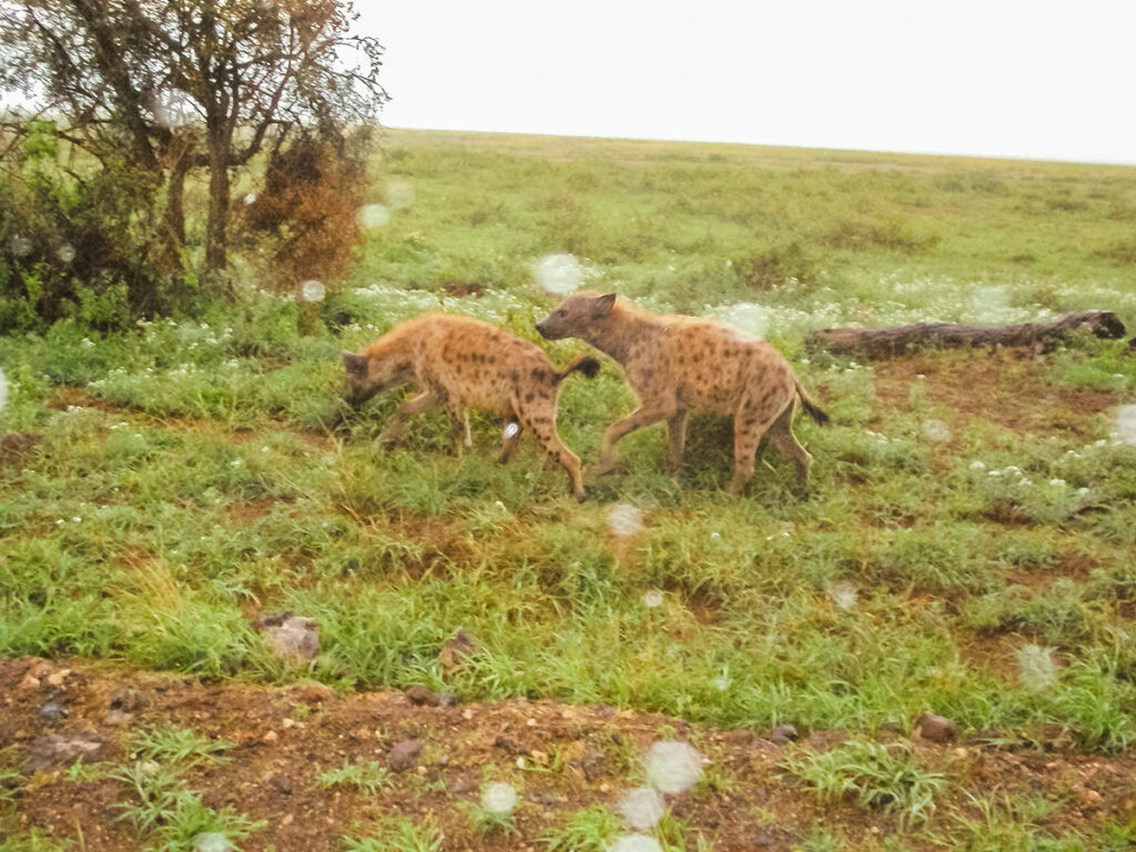 Hyänen im Regen