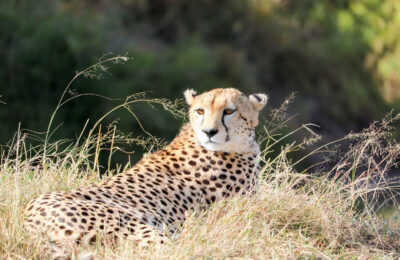 Kenia Nationalpark