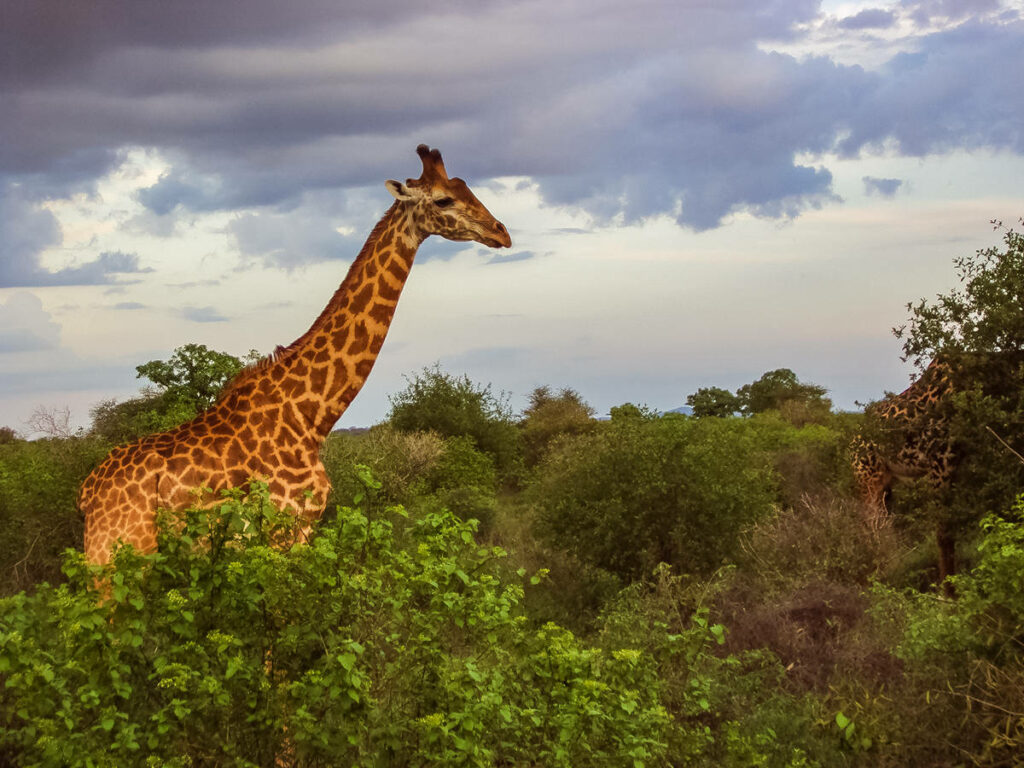 Massai-Giraffe im Tsavo Nationalpark