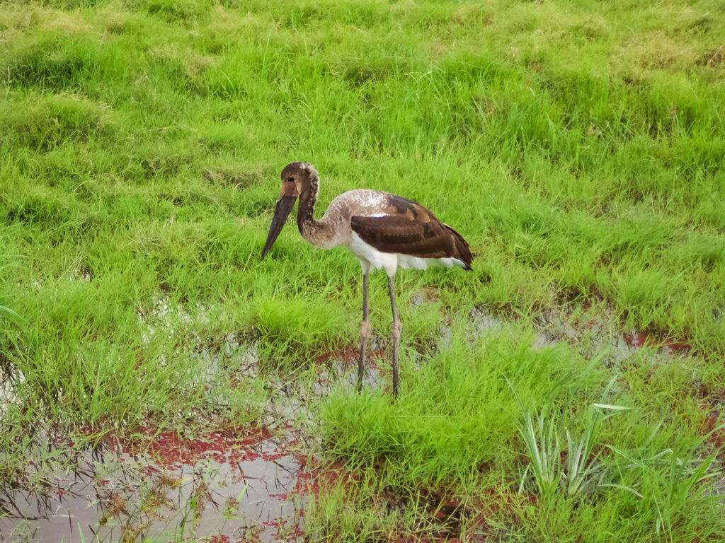 Sattelstorch in Amboseli