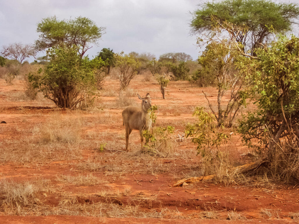 Wasserbock Tsavo East