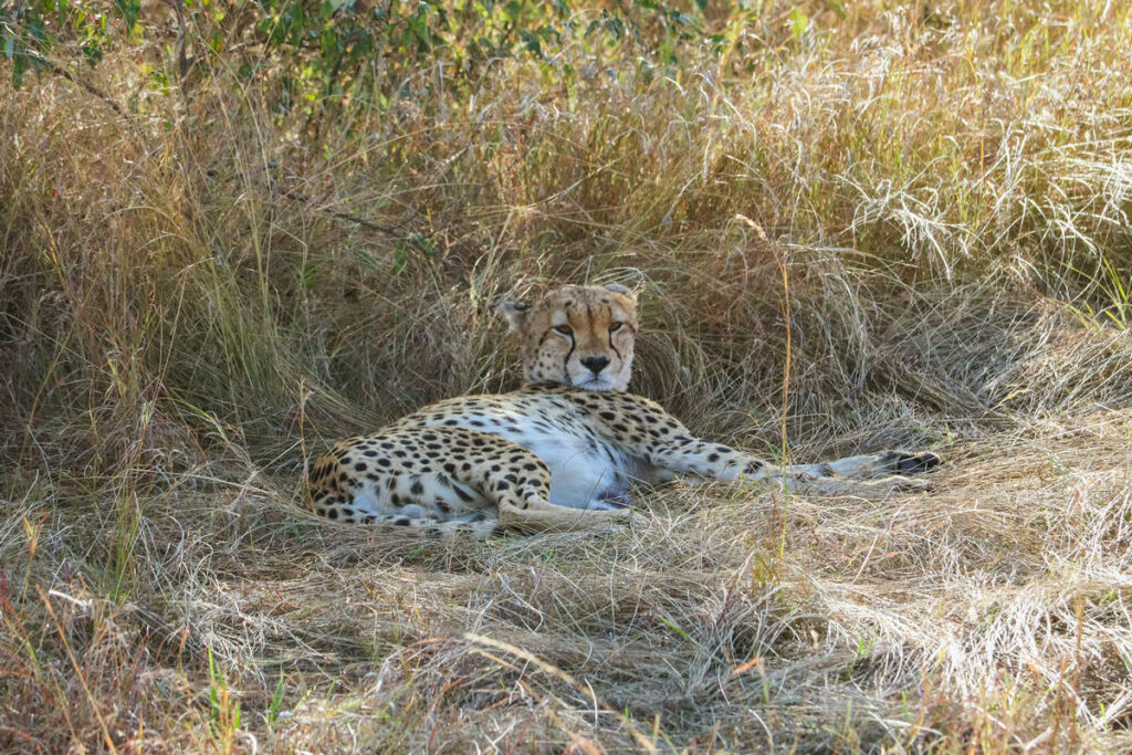 Gepard im Schatten - Serengeti Nationalpark