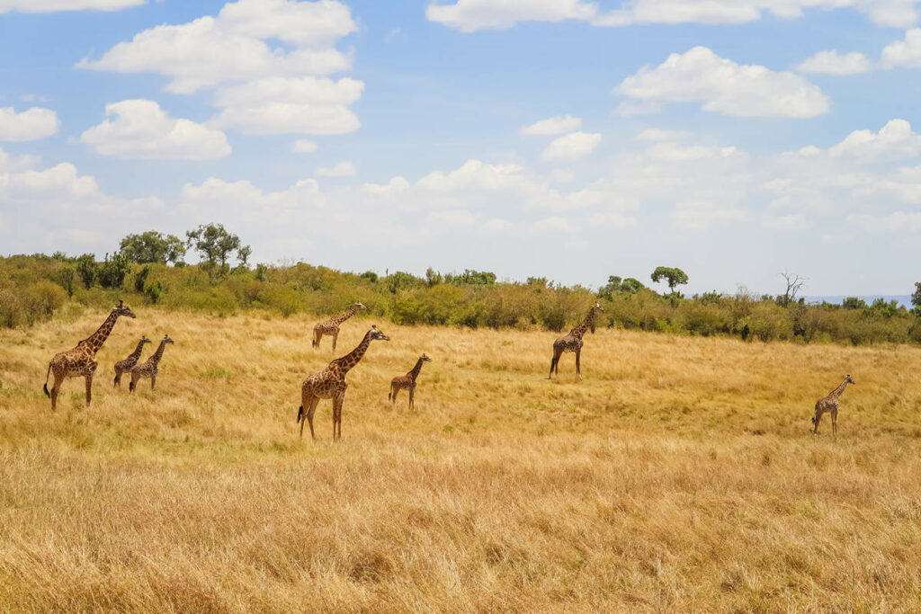 Giraffen auf der Serengeti in Tansania