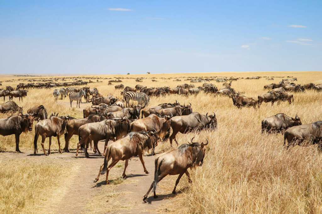 Gnus und Zebras auf der Serengeti