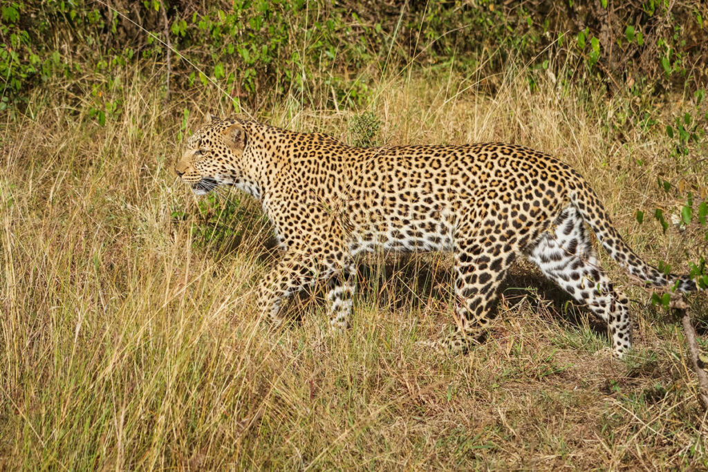 Leopard im Serengeti Nationalpark