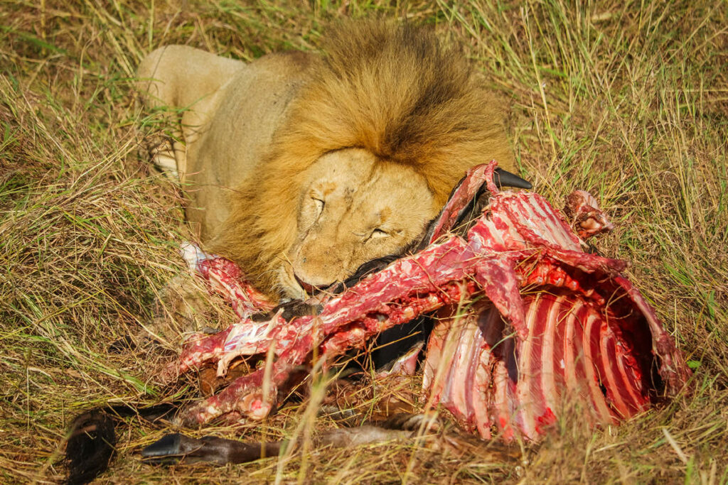 Löwe im Serengeti Nationalpark in Tansania