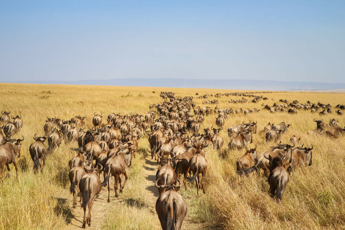 Safari Serengeti Tansania