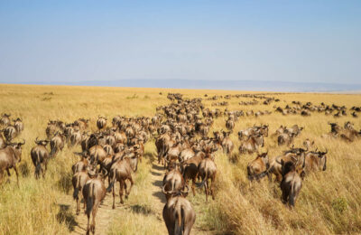 Safari Serengeti Tansania