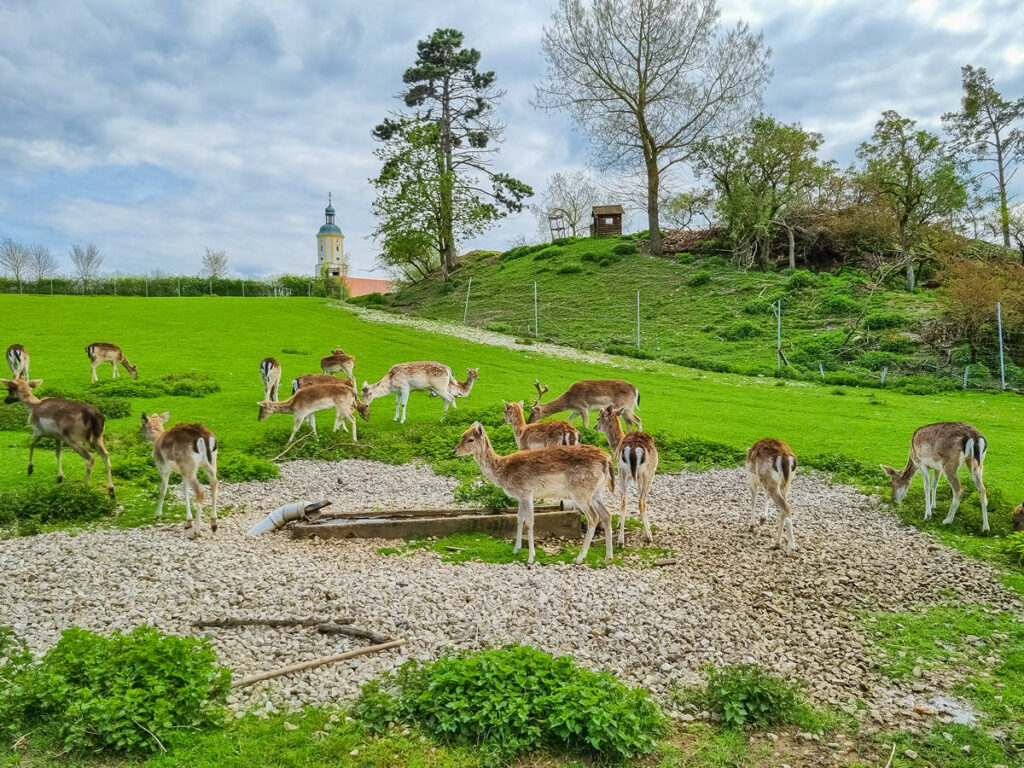 Wemdinger Wildtiergehege