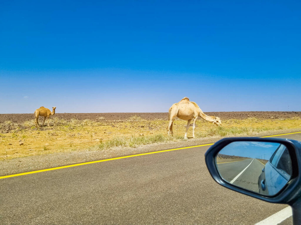 Kamele Harrat Viewpoint