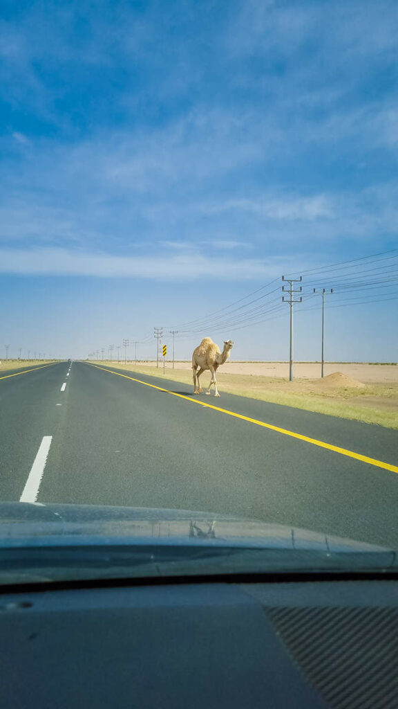 Kamel auf der Straße in Saudi-Arabien
