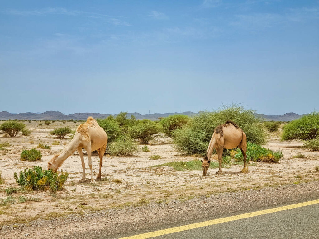 Wilde Kamele neben der Straße in Saudi-Arabien