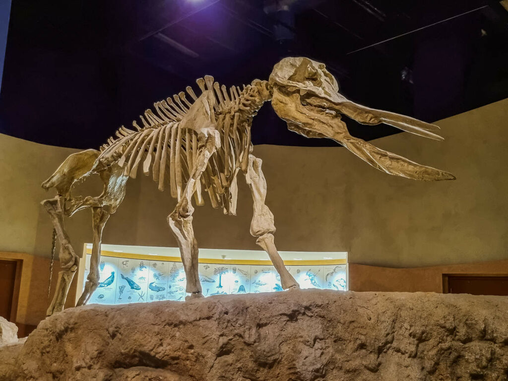 Mastodon Nationalmuseum von Saudi-Arabien