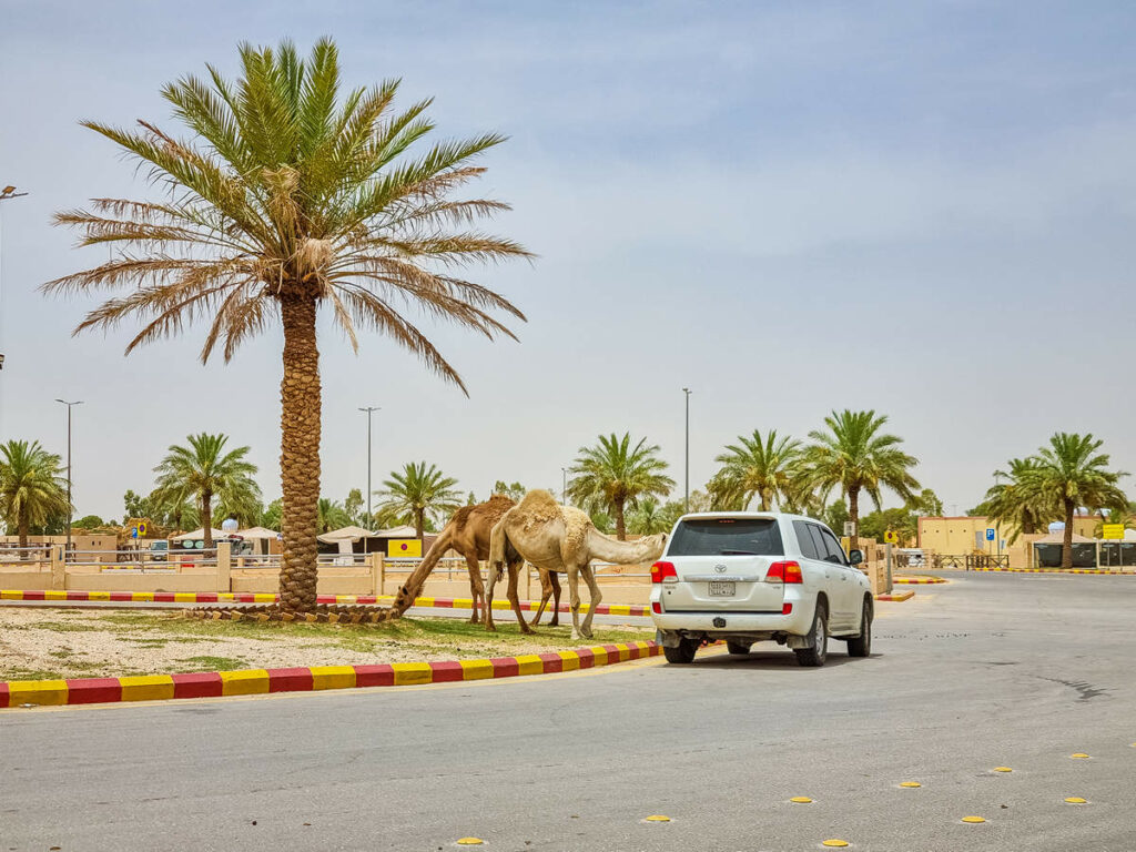 Al Qassim Camel Market Buraydah