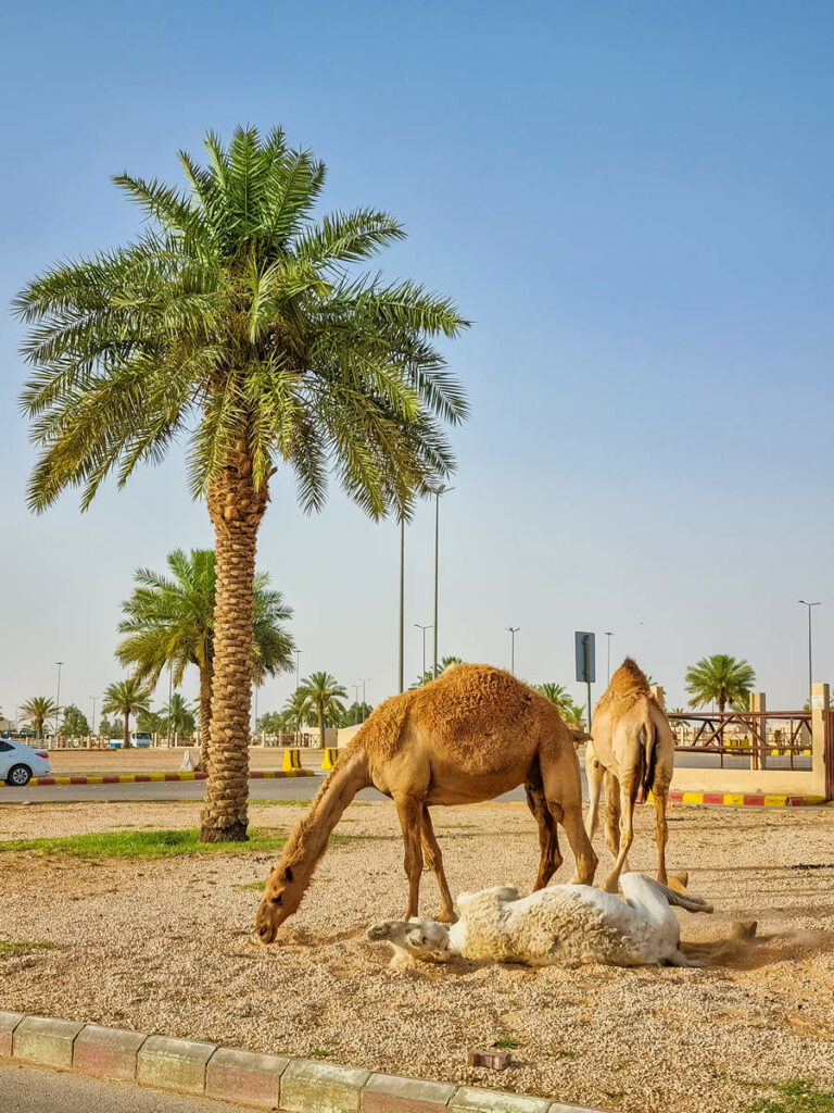 Al Qassim Camel Market in Saudi-Arabien