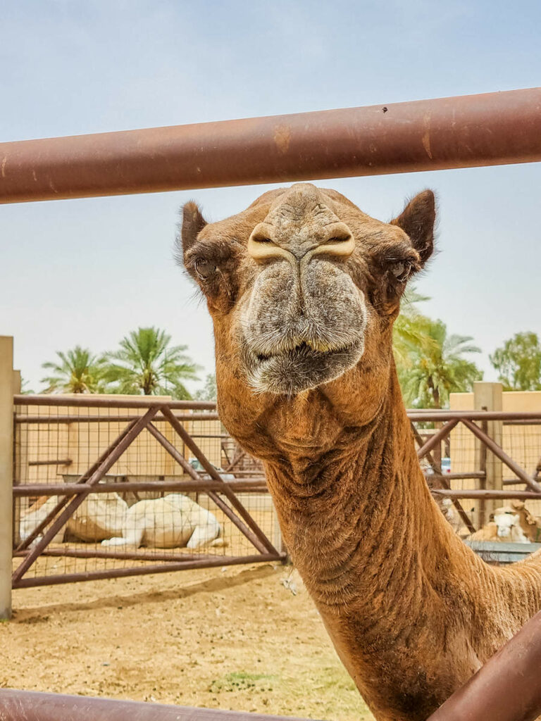 Kamel auf dem Al Qassim Camel Market