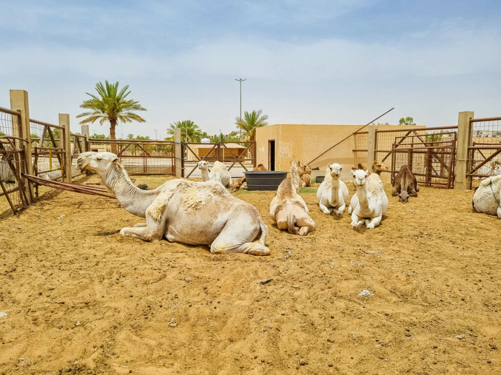 Al Qassim Camel Market