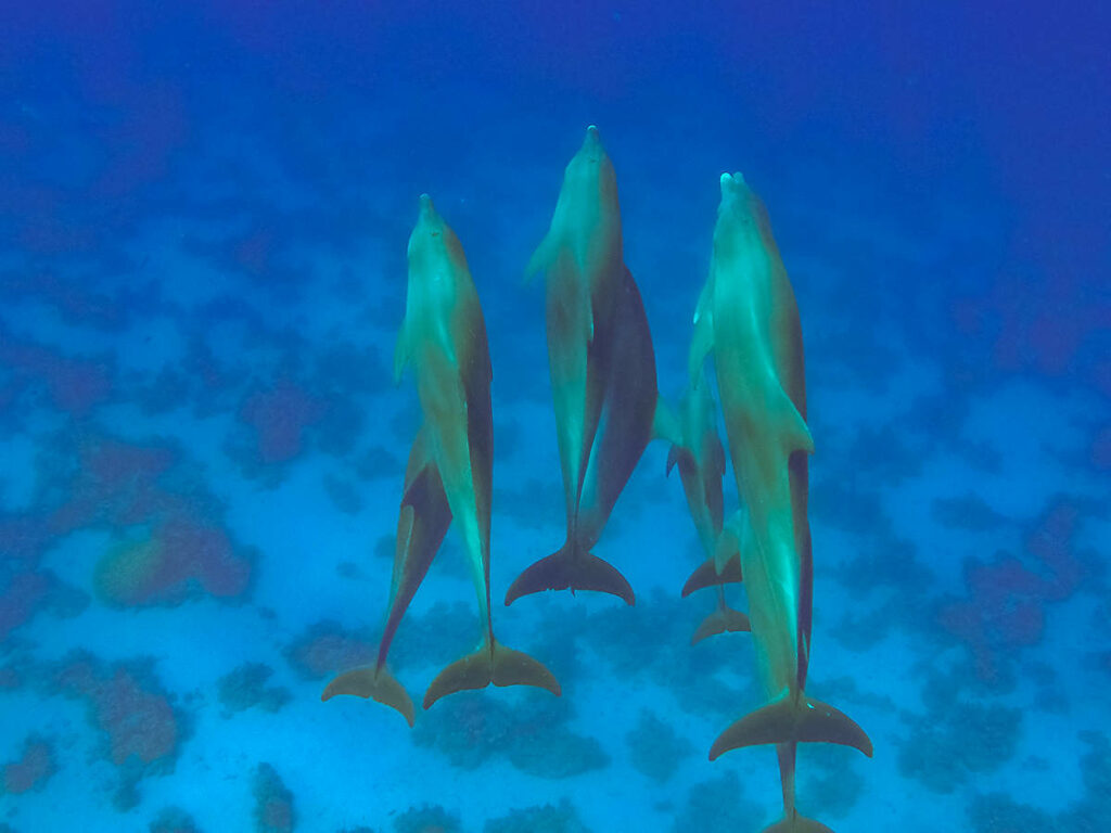 Mit Delfinen schwimmen Hurghada