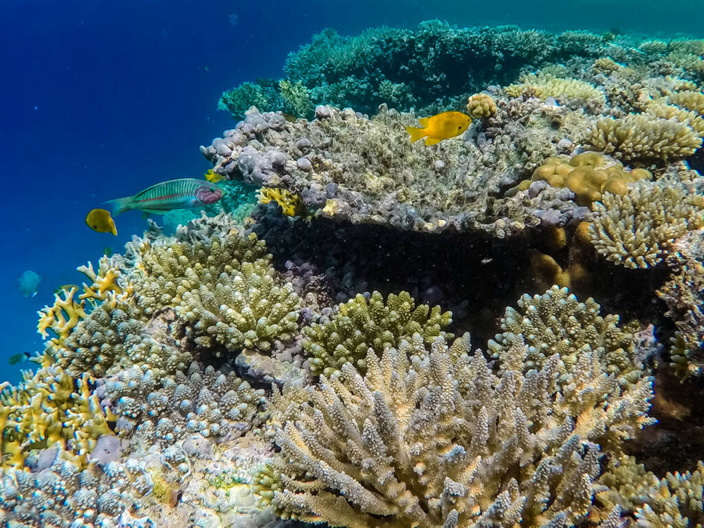 Korallen Hurghada
