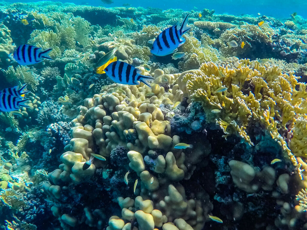 Korallenriff Hurghada