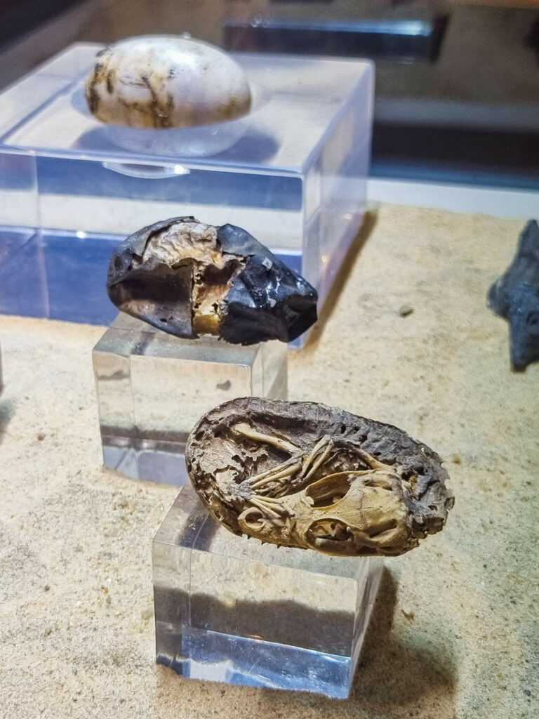 Mumifizierte Krokodileier Crocodile Museum Kom Ombo