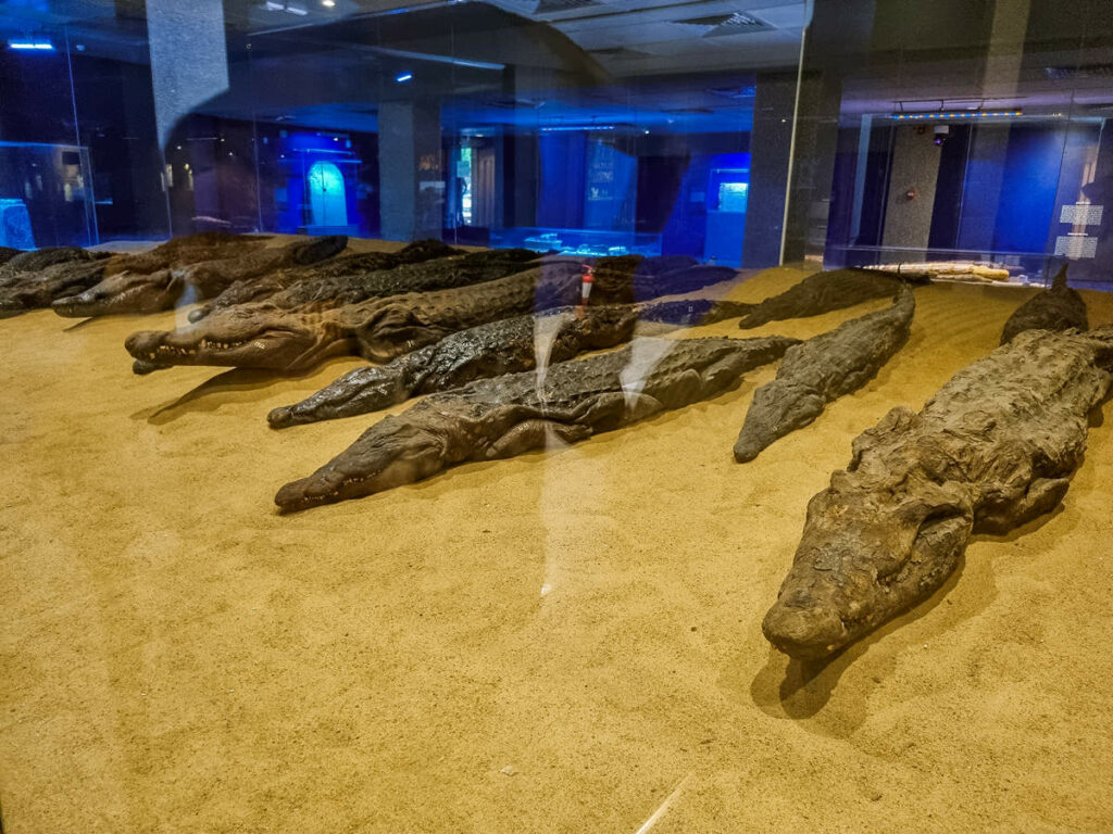 Mumifizierte Krokodile in dem Museum Kom Ombo