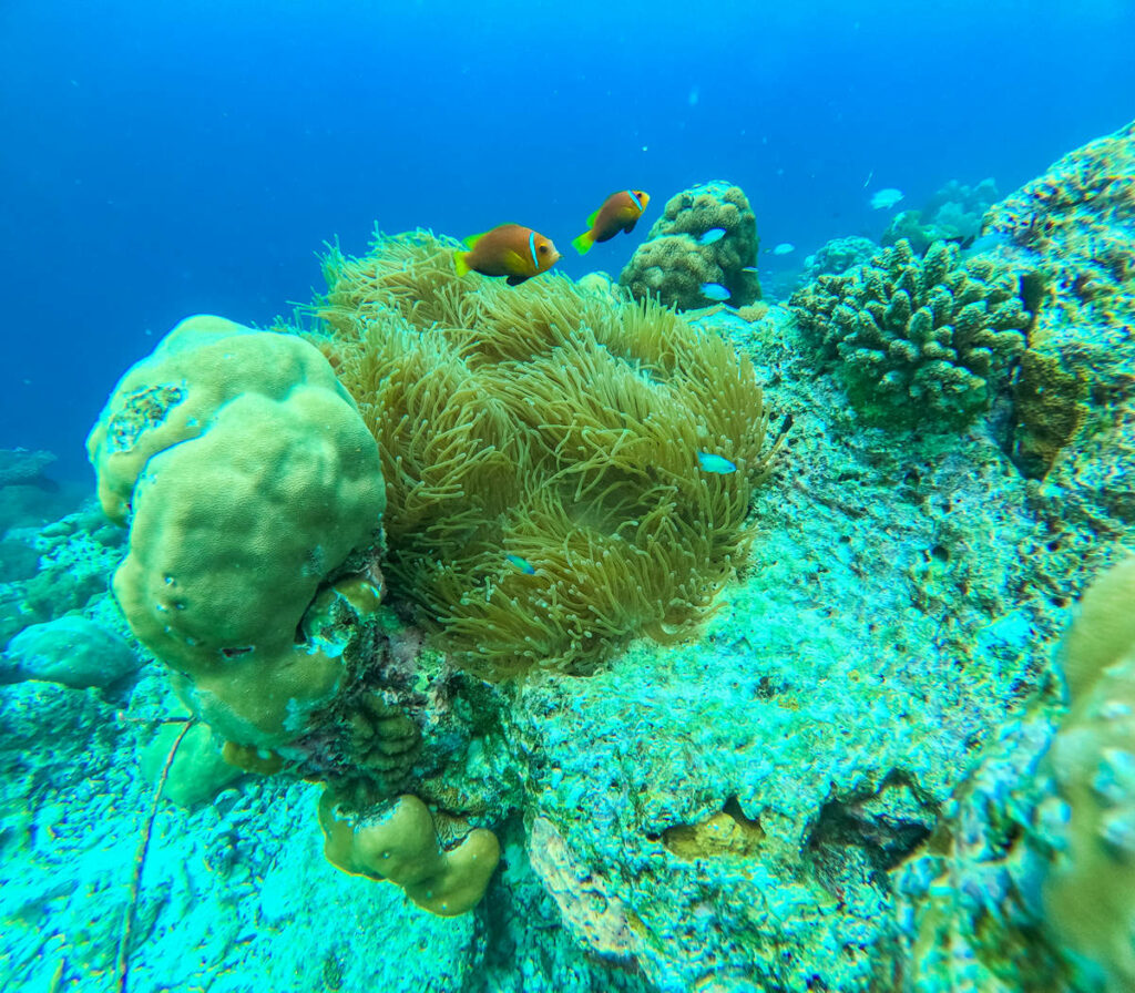 Seeanemone Ukulhas