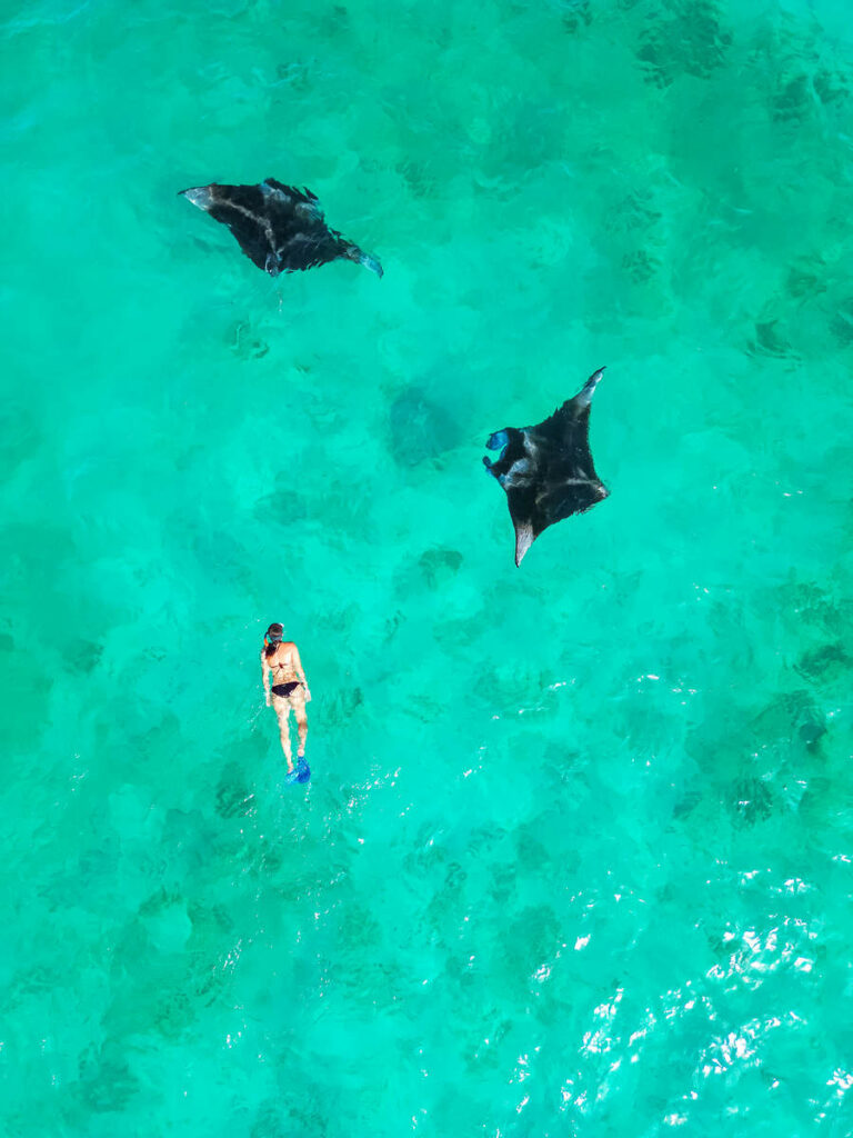 Mantarochen Schwimmen Malediven