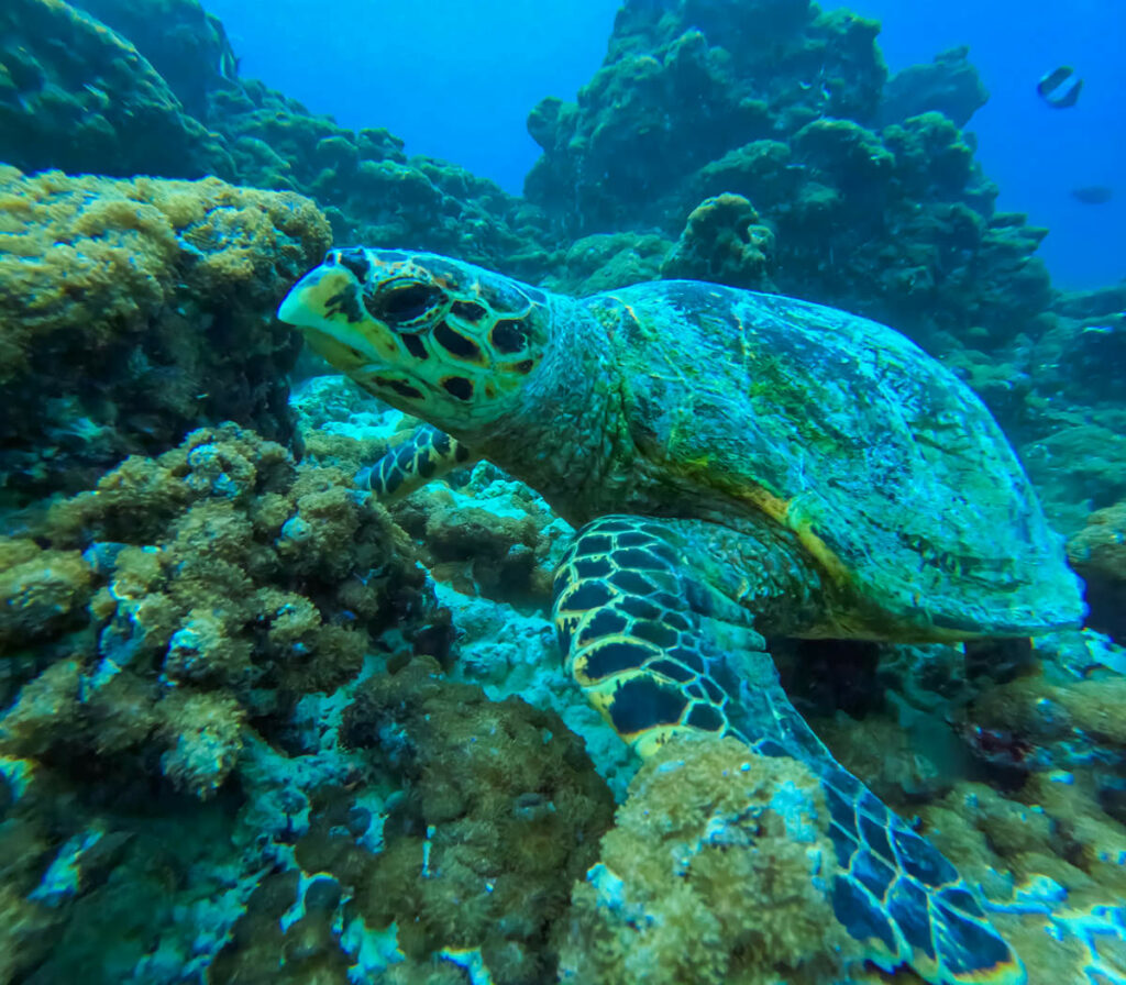 Schildkröte Ukulhas Korallenriff